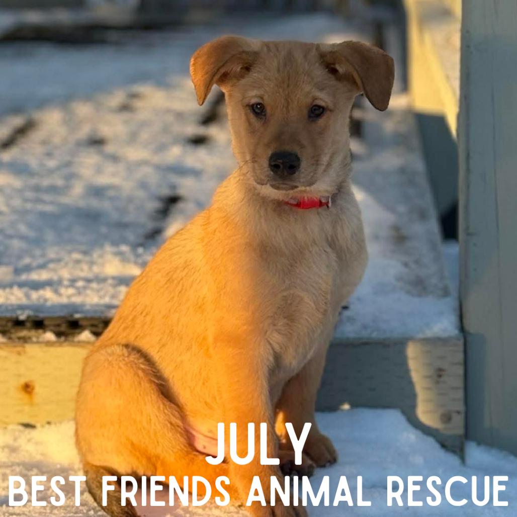 Enlarge July, a Adoptable mixed breed in Wasilla, AK image 4/6