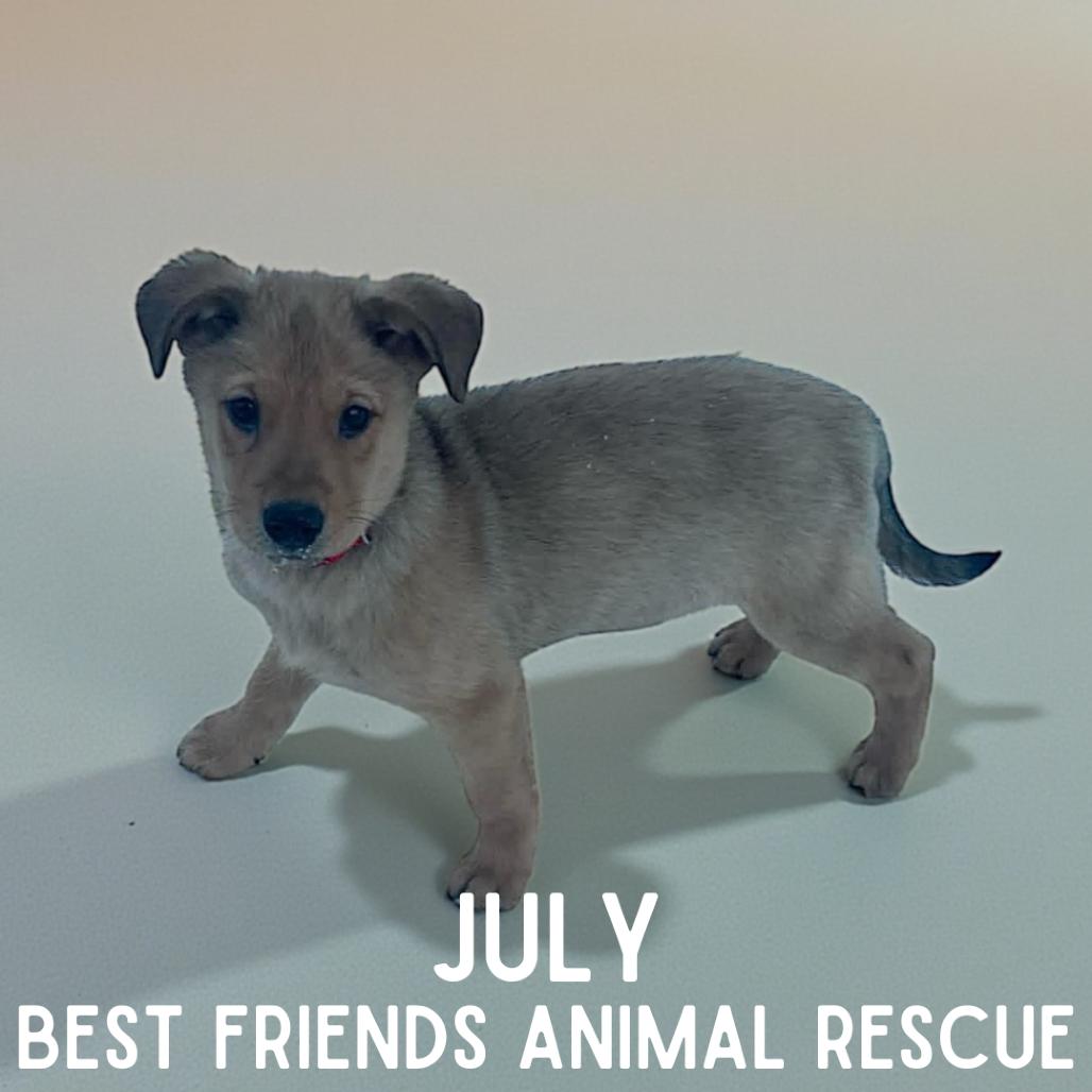 Enlarge July, a Adoptable mixed breed in Wasilla, AK image 5/6