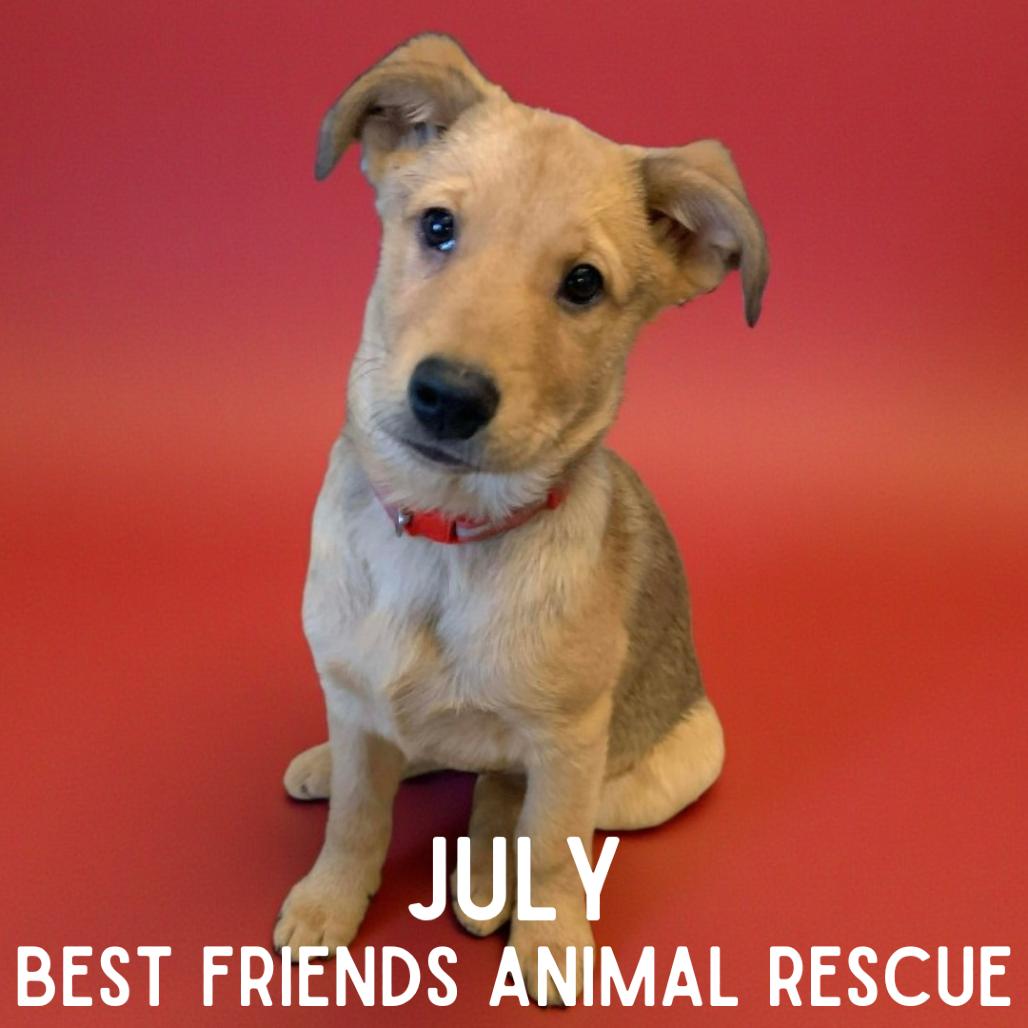 Enlarge July, a Adoptable mixed breed in Wasilla, AK image 6/6