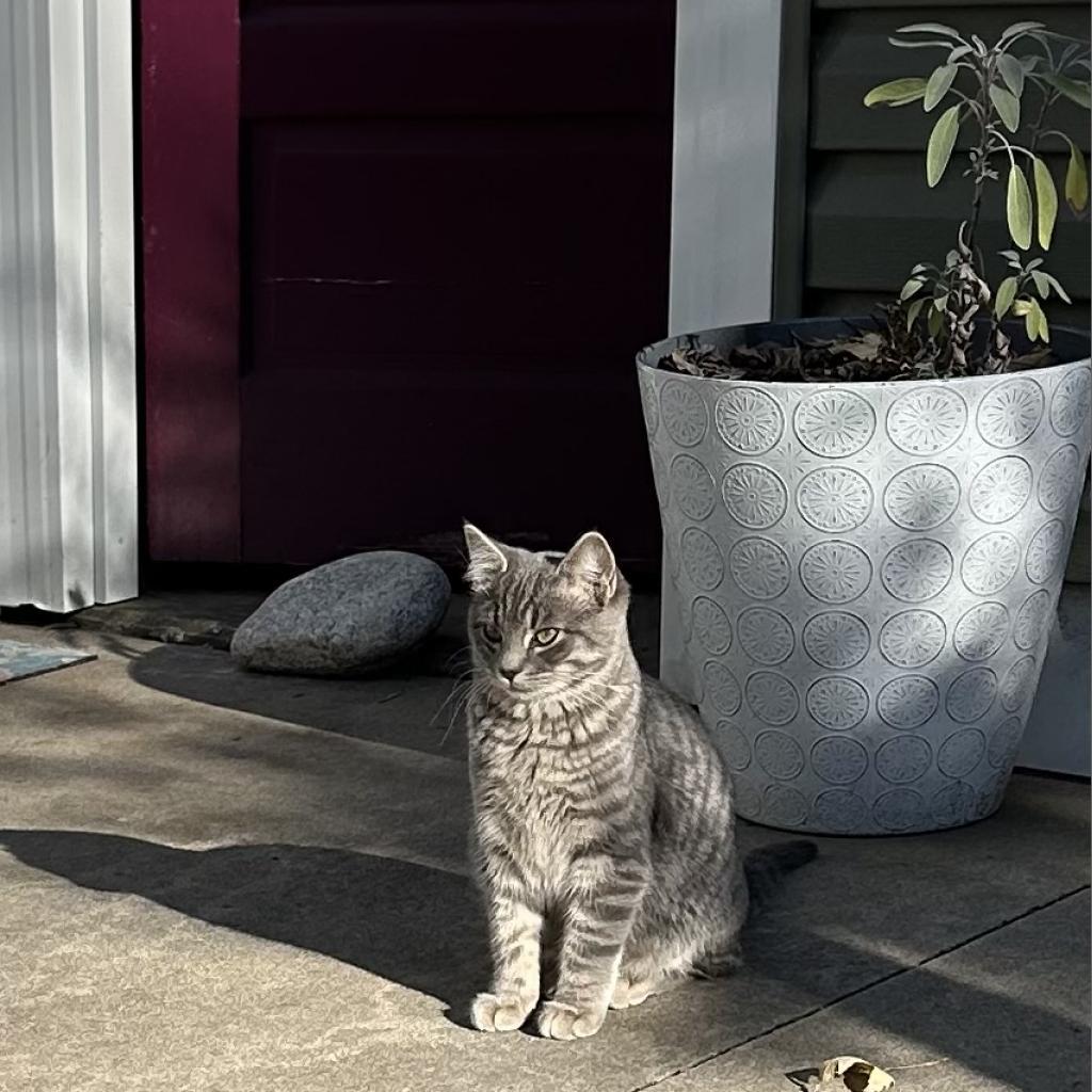 Scarlet, Adoptable, Adult Female Domestic Short Hair.