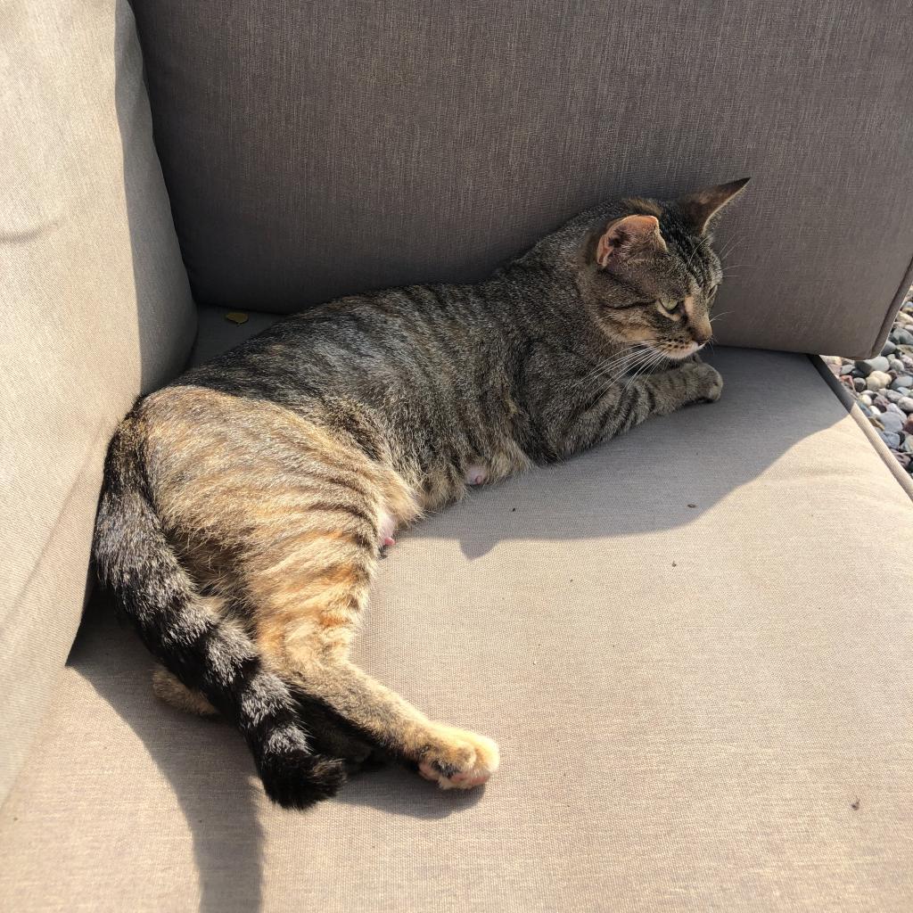 Scarlet, a Adoptable Domestic Short Hair in Rochester, MN image 3/5