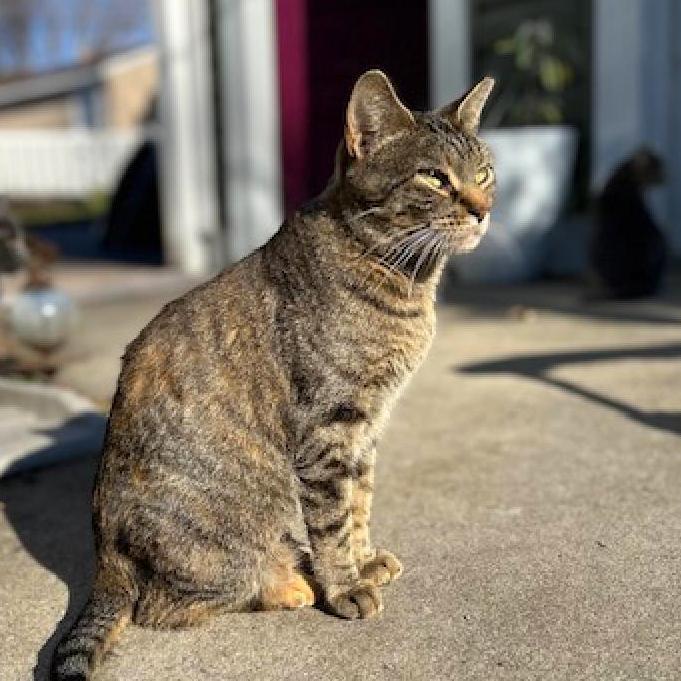 Scarlet, a Adoptable Domestic Short Hair in Rochester, MN image 4/5