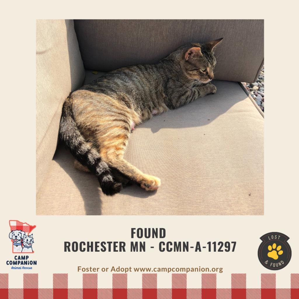 Scarlet, a Adoptable Domestic Short Hair in Rochester, MN image 5/5