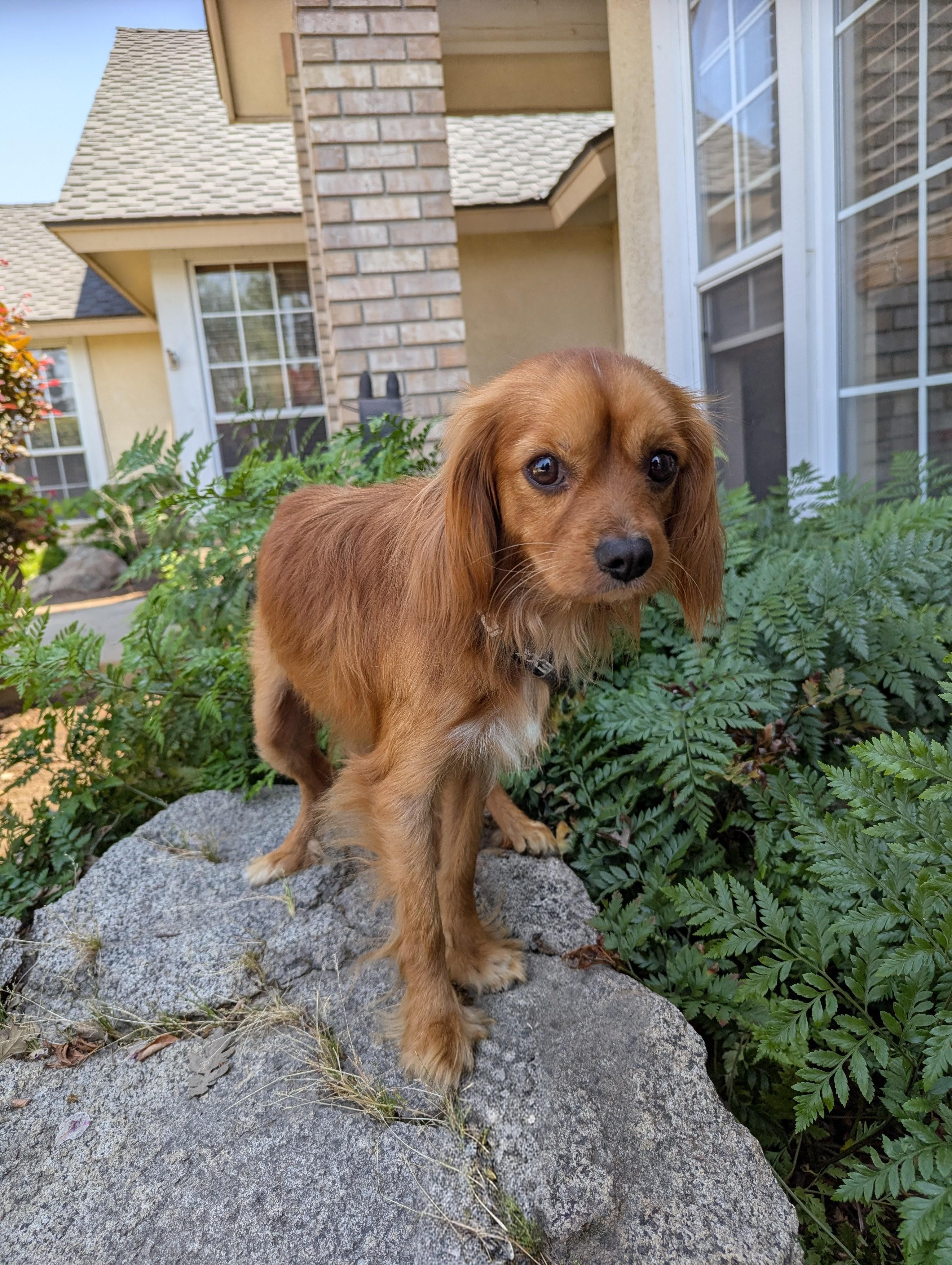 Sugar, adopted, Adult Male Cavalier King Charles Spaniel.