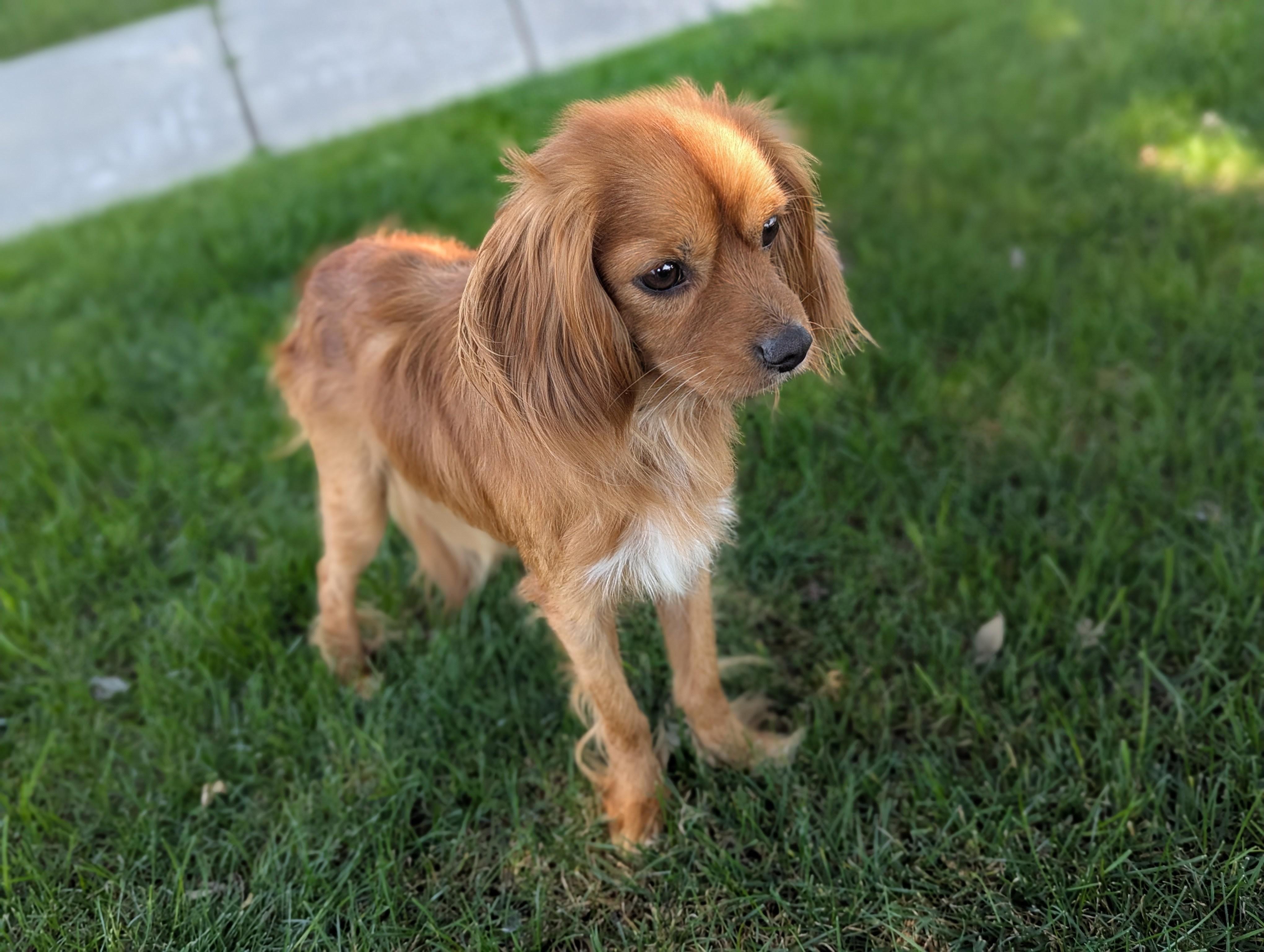 Enlarge Sugar, an adopted mixed breed in San Jose, CA image 2/2