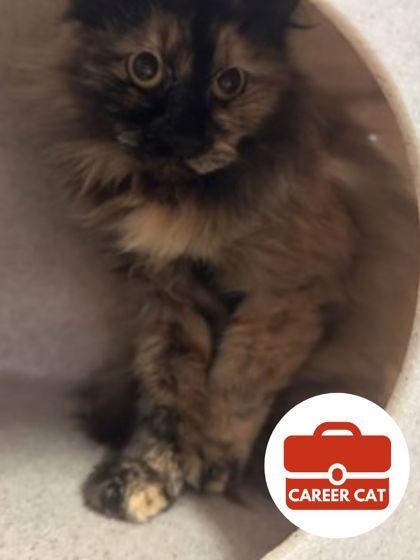 Oriole, Adoptable, Adult Female Domestic Long Hair & Domestic Short Hair.