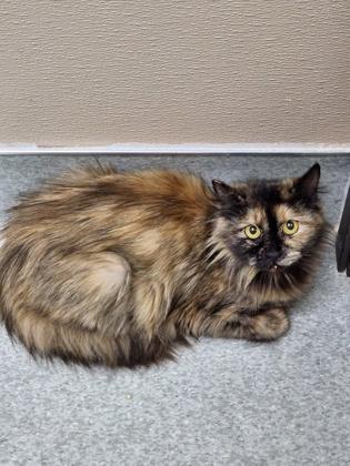 Oriole, Adoptable, Adult Female Domestic Long Hair & Domestic Short Hair.
