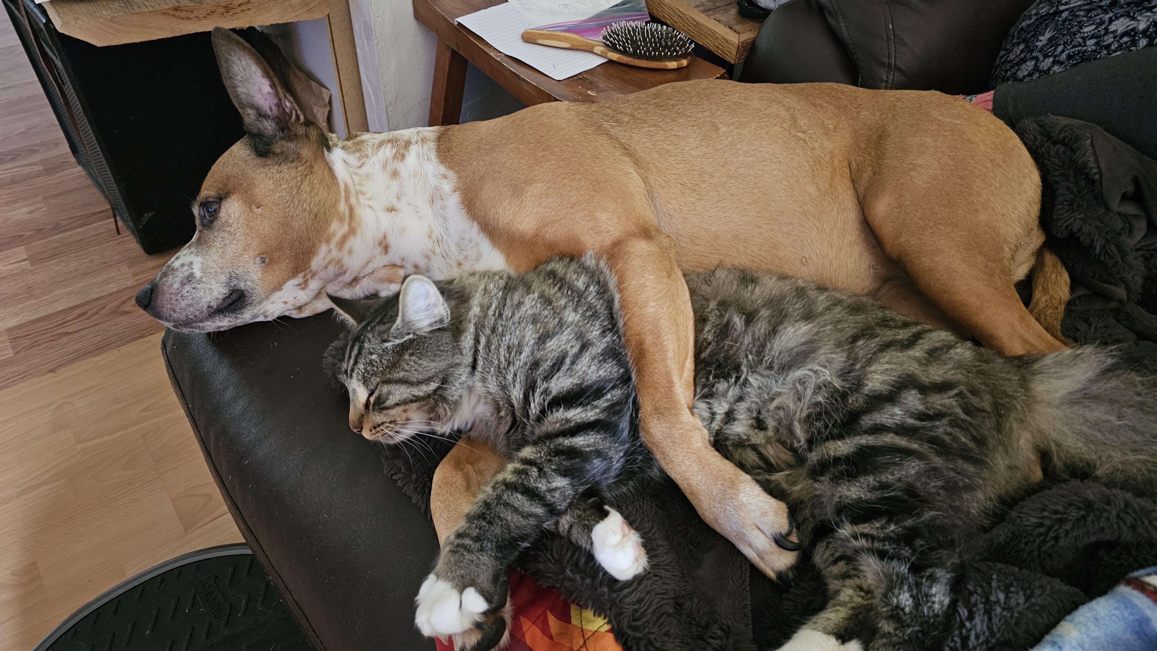 Zena, a Adoptable mixed breed in Portland, OR image 3/6