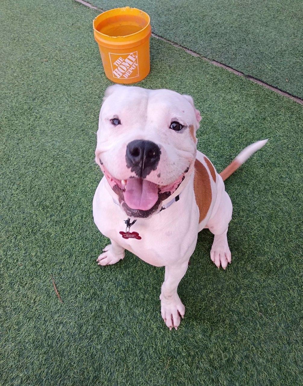 Enlarge Duke-a-Roni, a Adopted mixed breed in Houston, TX image 3/6