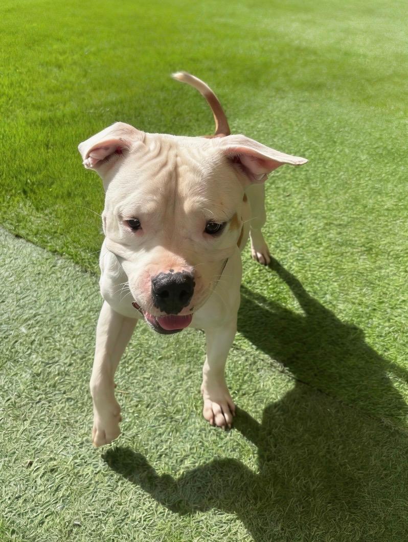 Enlarge Duke-a-Roni, a Adopted mixed breed in Houston, TX image 6/6