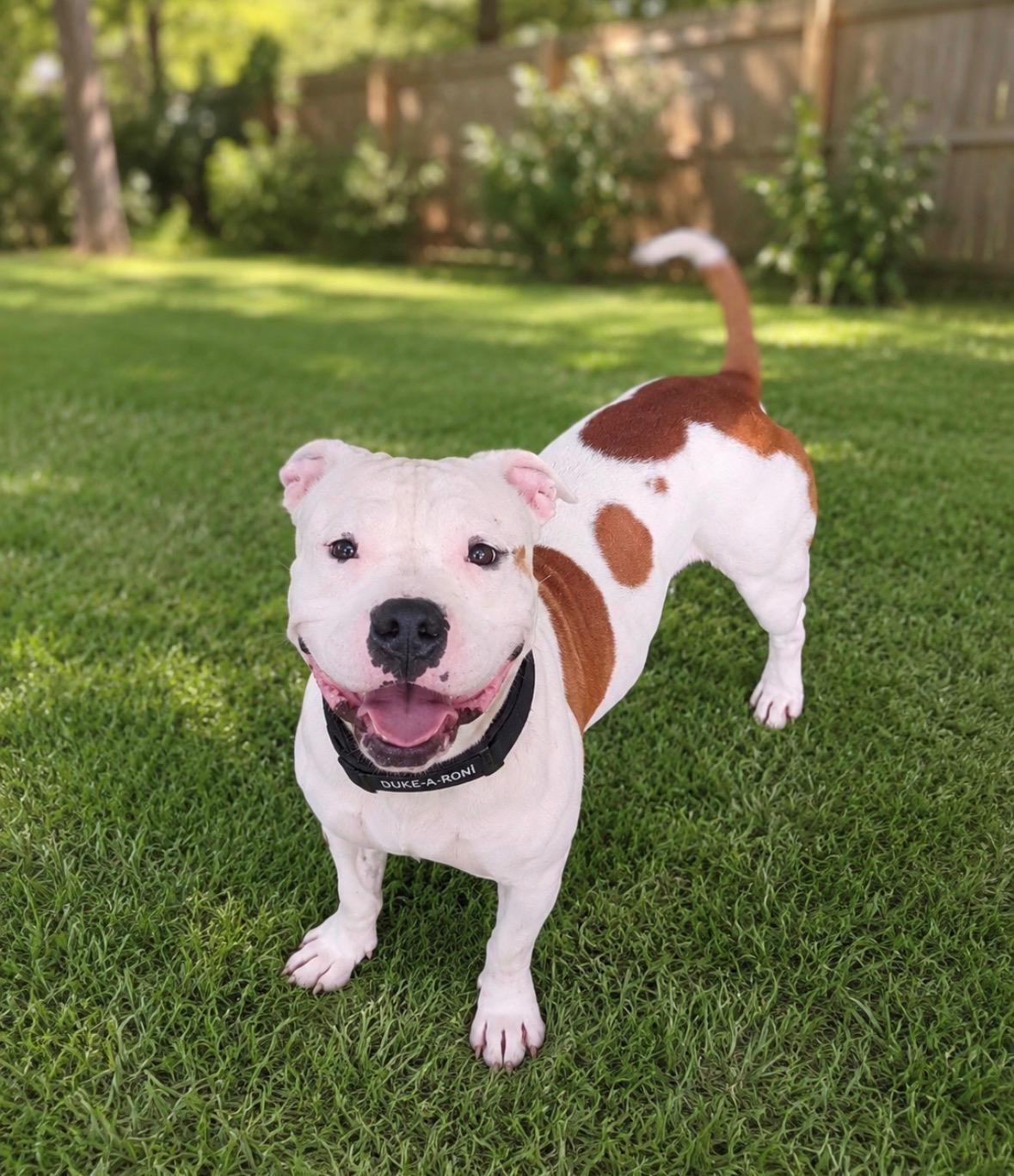 Enlarge Duke-a-Roni, a Adopted mixed breed in Houston, TX image 5/6