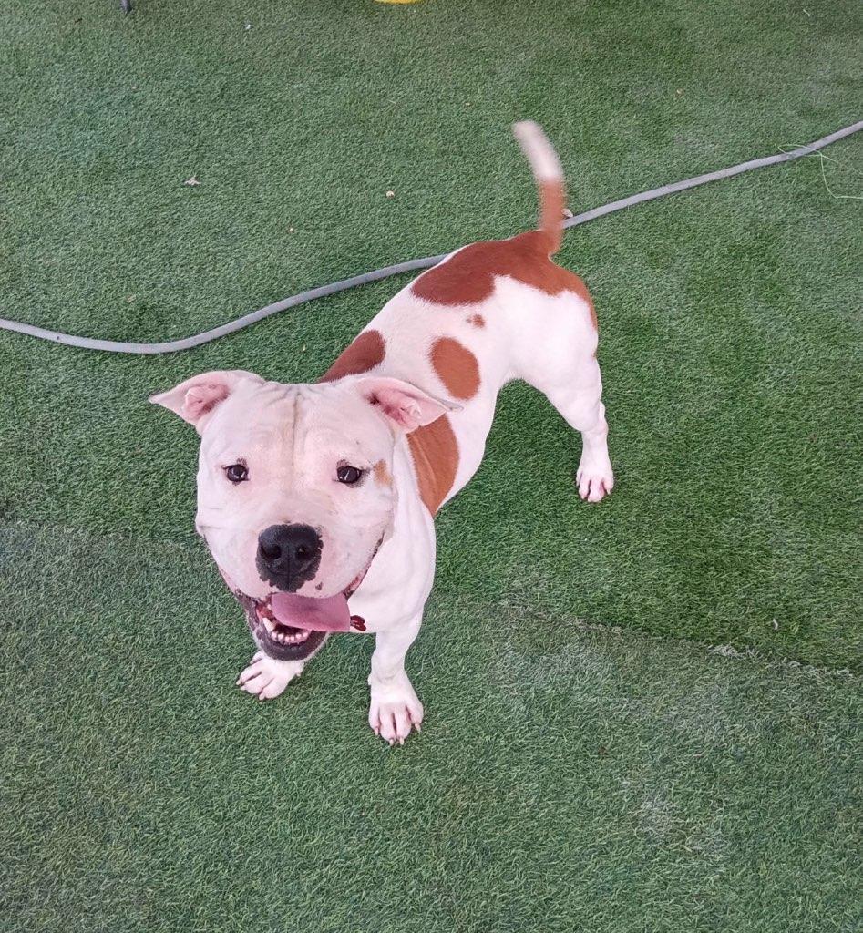 Duke-a-Roni, Adopted, Young Male Terrier & American Staffordshire Terrier.