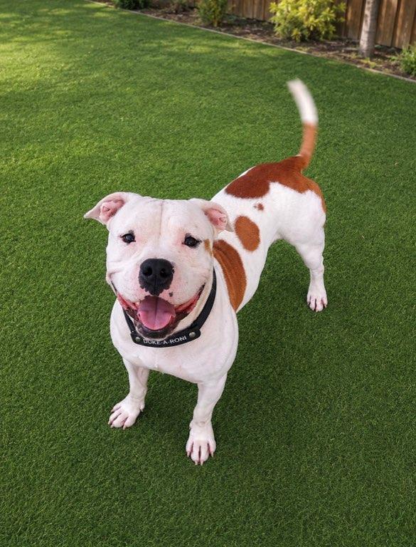 Enlarge Duke-a-Roni, a Adopted mixed breed in Houston, TX image 2/6