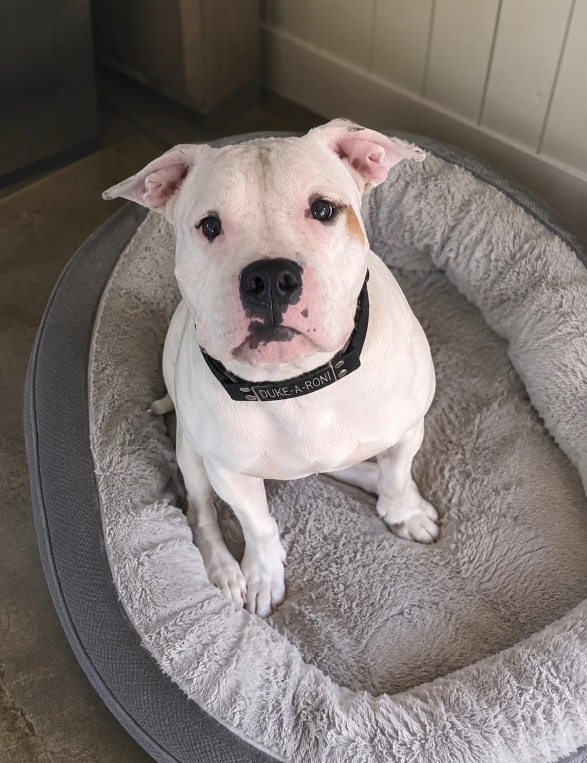 Enlarge Duke-a-Roni, a Adopted mixed breed in Houston, TX image 4/6