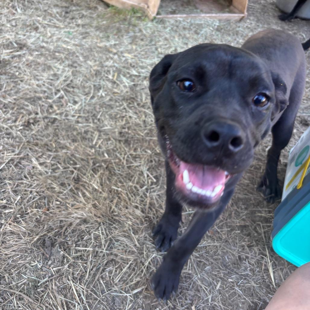 Claudine, Adoptable, Puppy Female Boxer & Pit Bull Terrier.