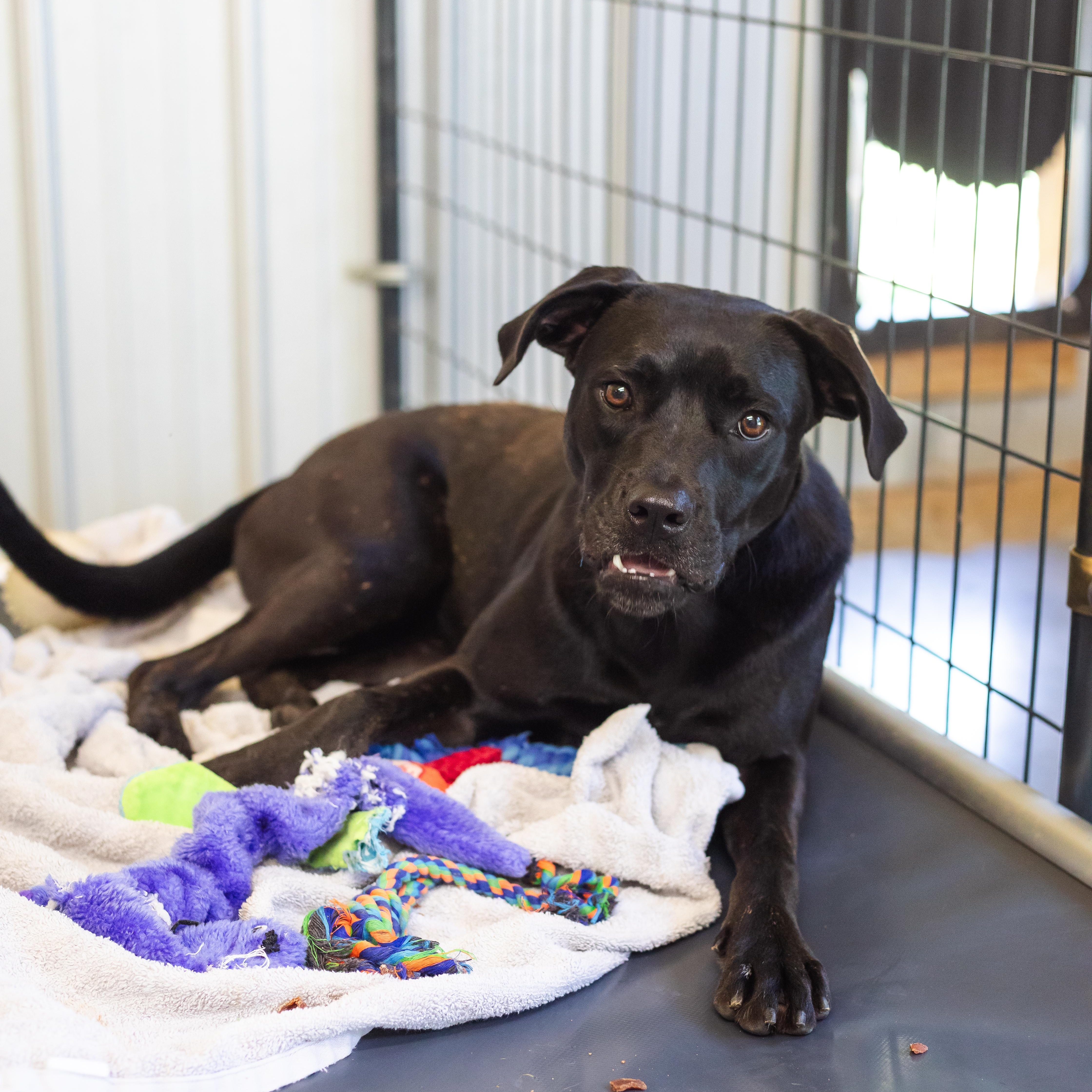 Enlarge Claudine, a Adoptable mixed breed in Parrish, AL image 4/6