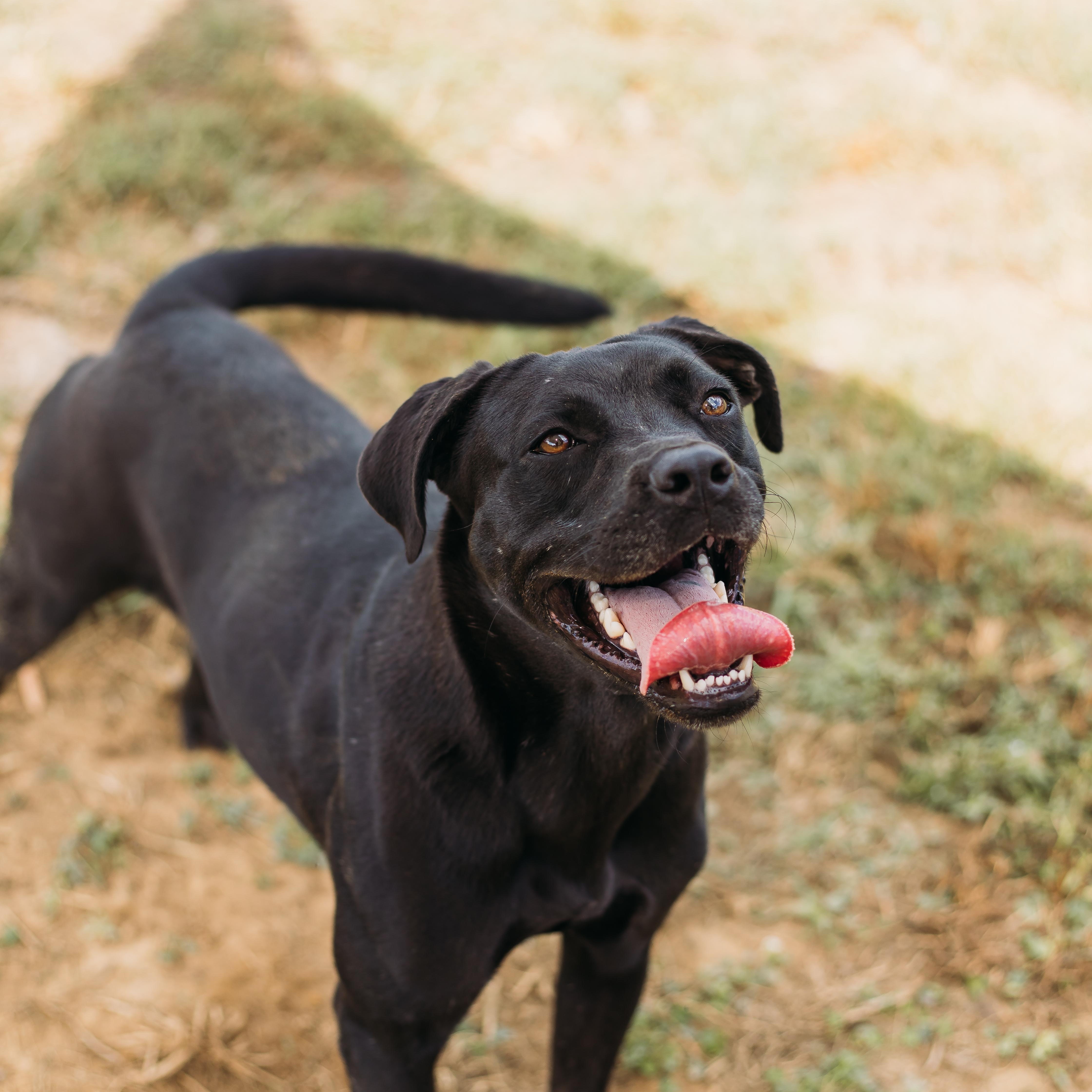 Enlarge Claudine, a Adoptable mixed breed in Parrish, AL image 1/6