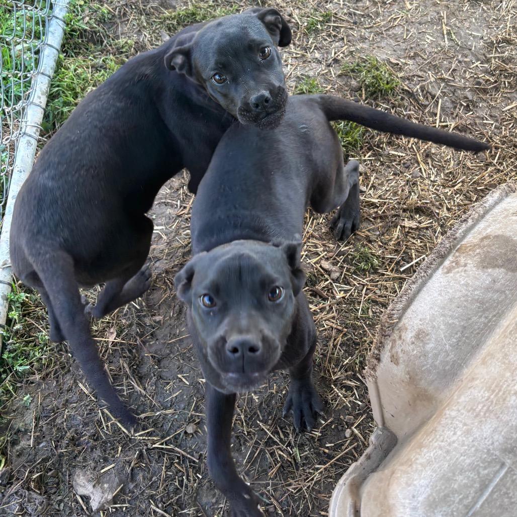 Claudine, Adoptable, Young Female Boxer & Mixed Breed.