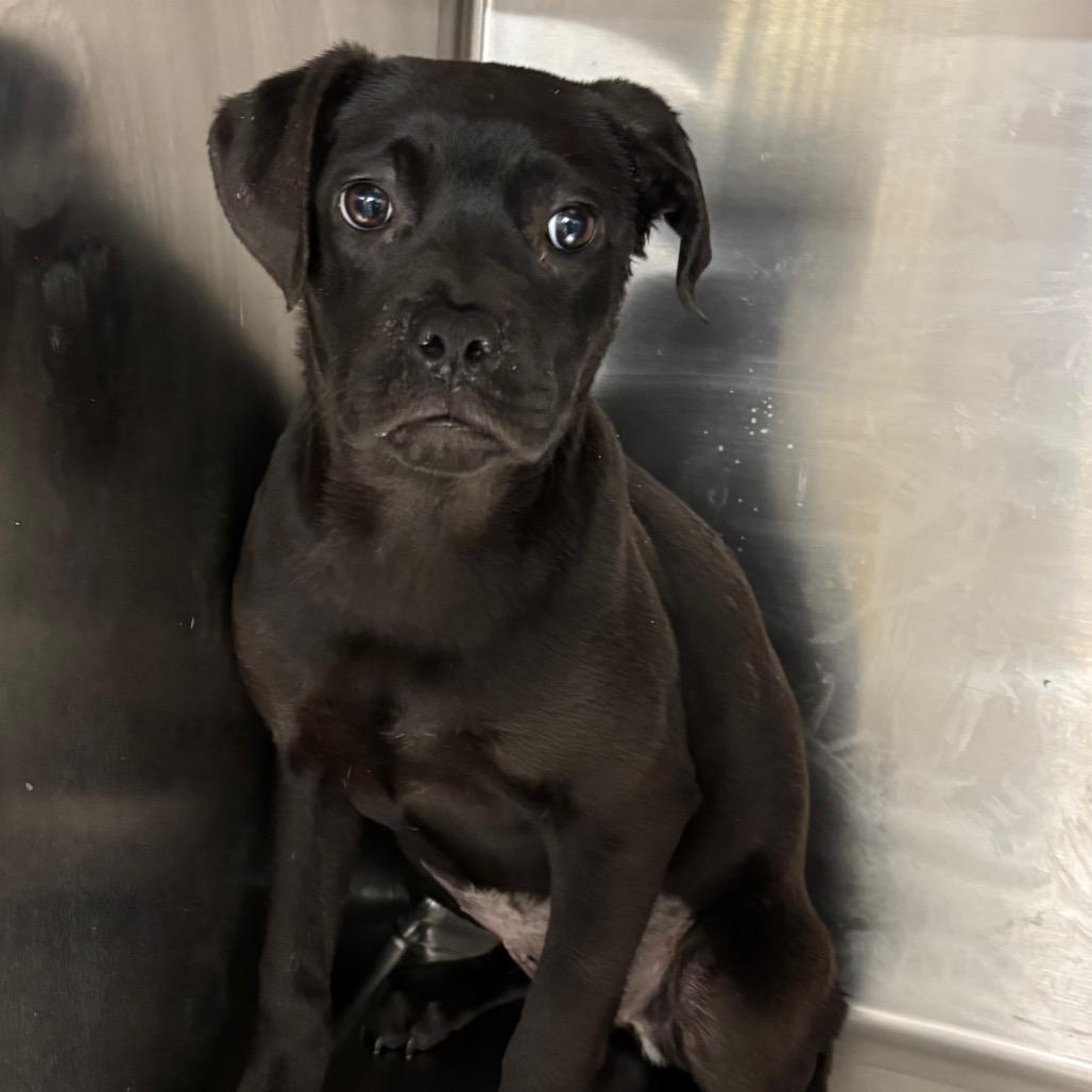 Enlarge Claudine, a Adoptable mixed breed in Parrish, AL image 3/5