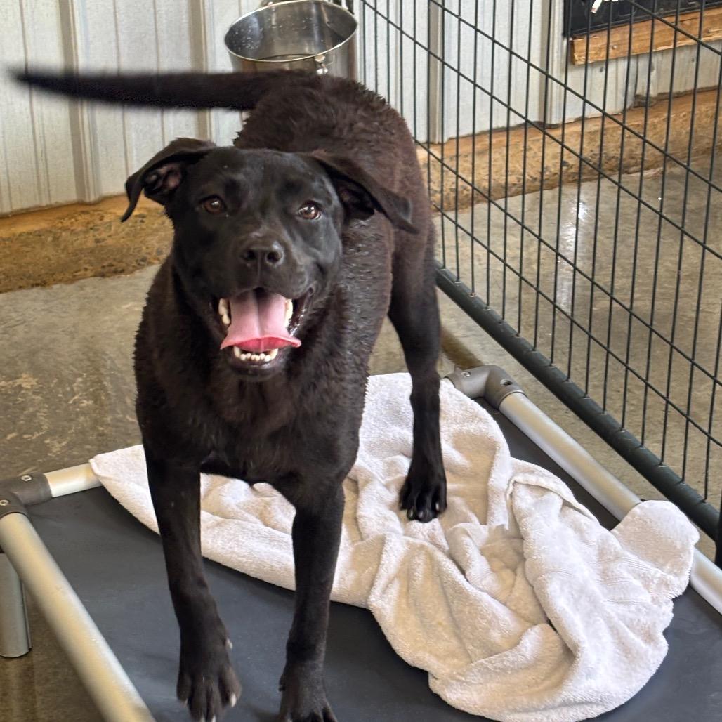Enlarge Claudine, a Adoptable mixed breed in Parrish, AL image 3/5