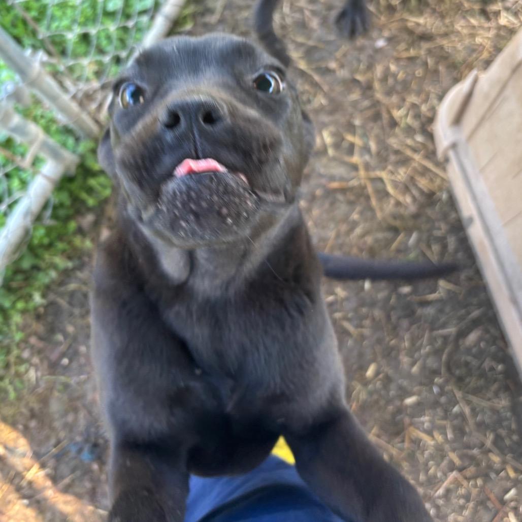 Enlarge Claudine, a Adoptable mixed breed in Parrish, AL image 4/5