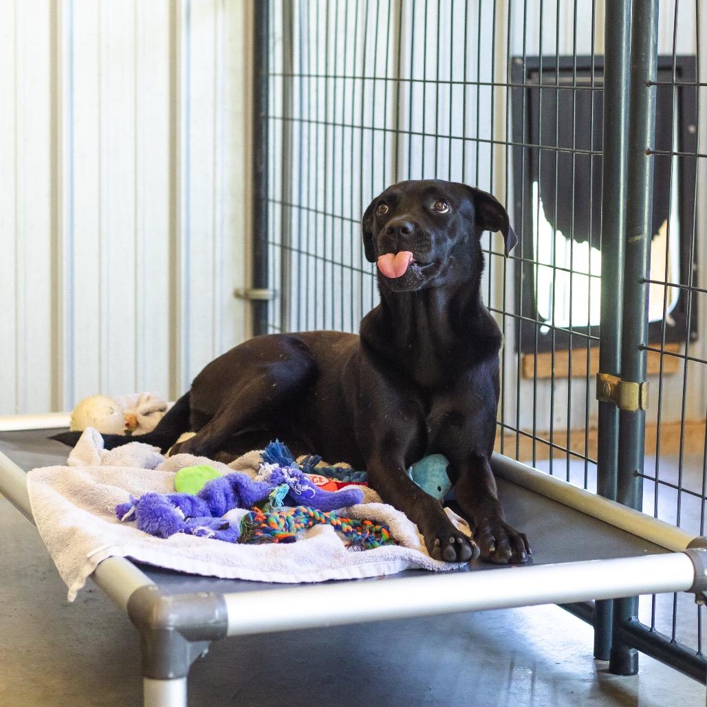 Enlarge Claudine, a Adoptable mixed breed in Parrish, AL image 4/5