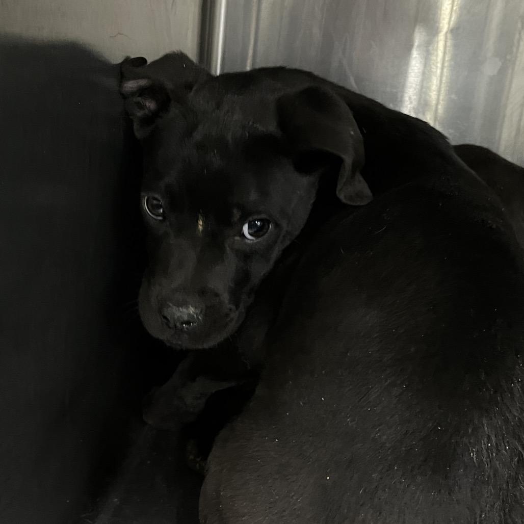 Enlarge Claudine, a Adoptable mixed breed in Parrish, AL image 5/5