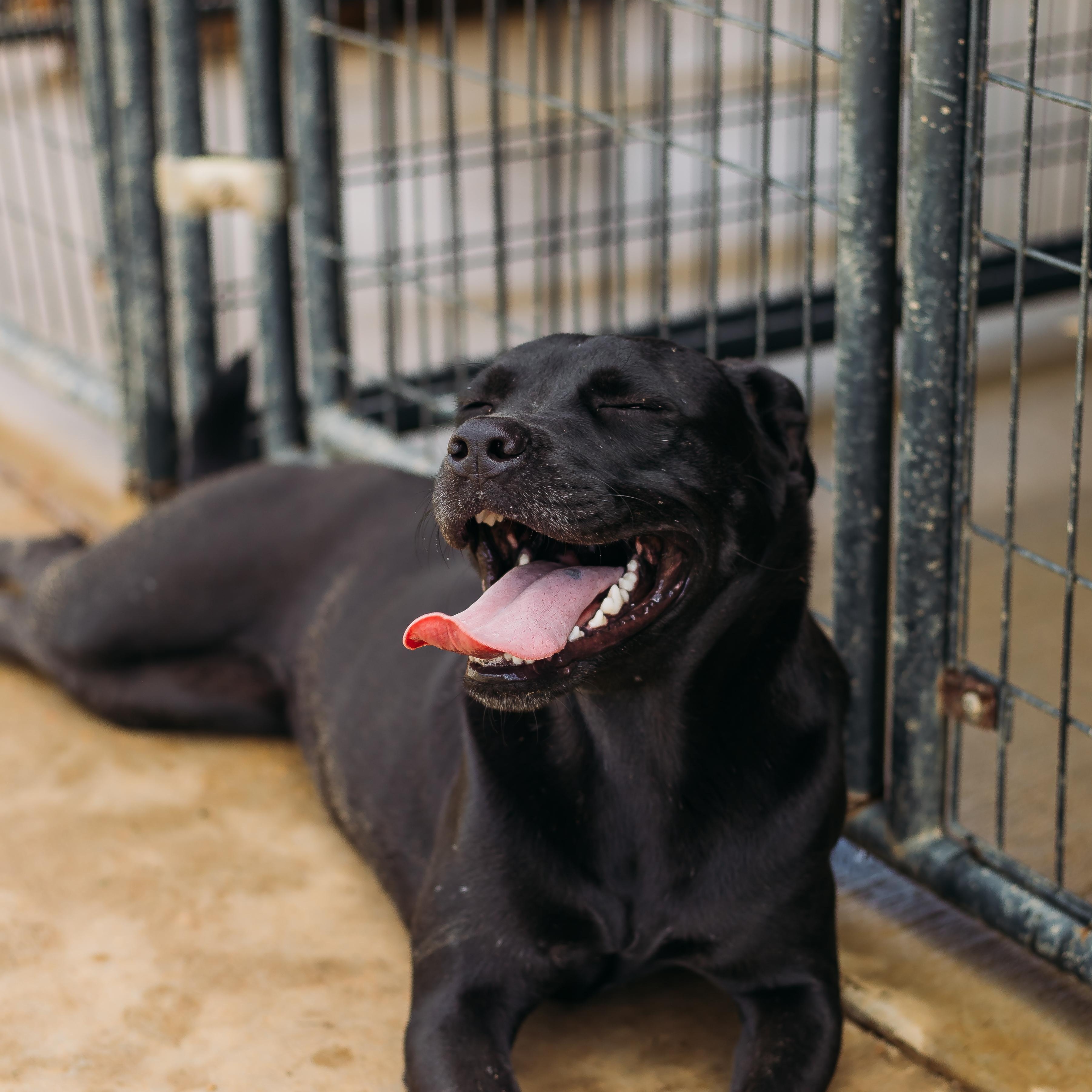 Enlarge Claudine, a Adoptable mixed breed in Parrish, AL image 2/6