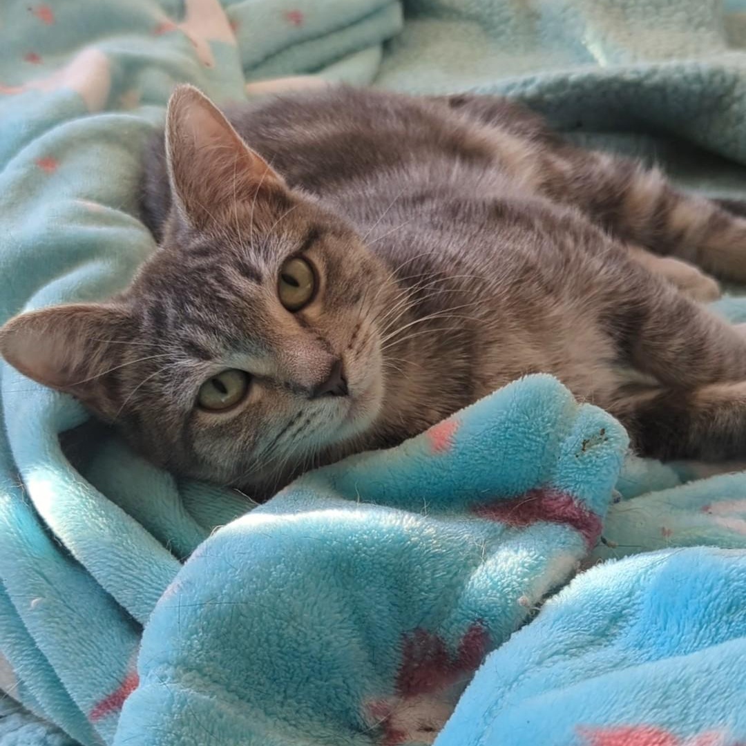 Thunderbolt  Best Friends