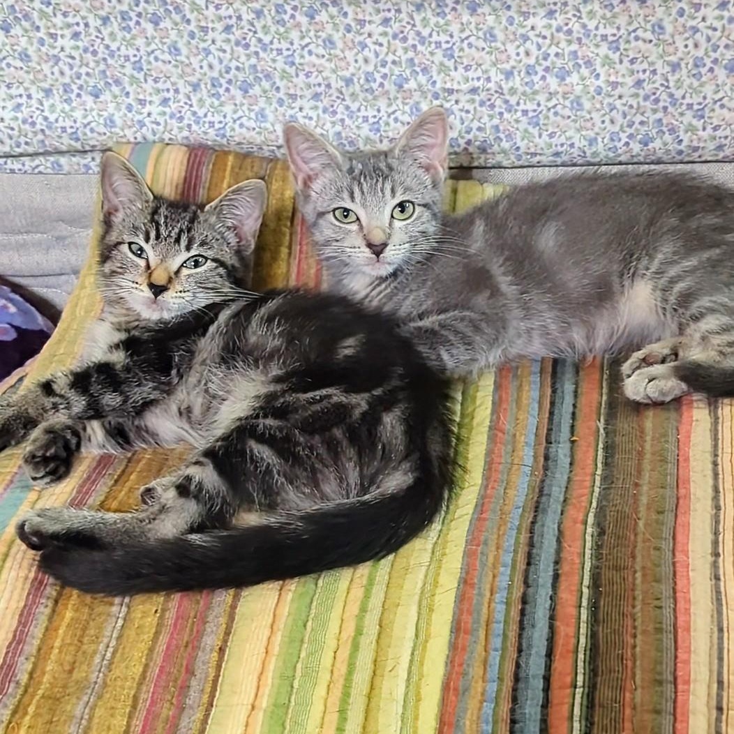 Thunderbolt  Best Friends thumbnail 3