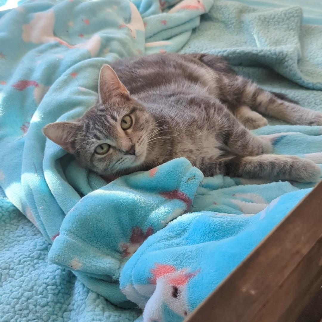 Thunderbolt  Best Friends thumbnail 4