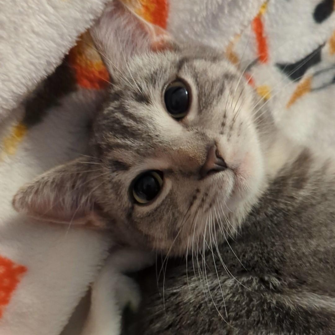 Thunderbolt  Best Friends thumbnail 5