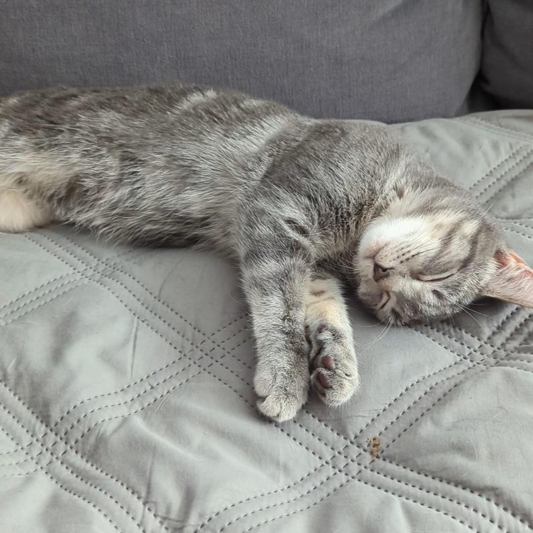 Thunderbolt  Best Friends thumbnail 6