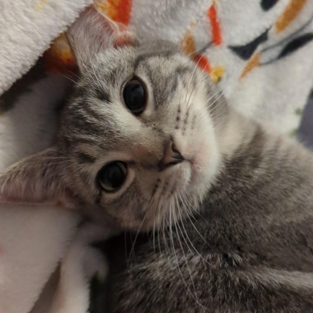 Thunderbolt  Best Friends thumbnail 7