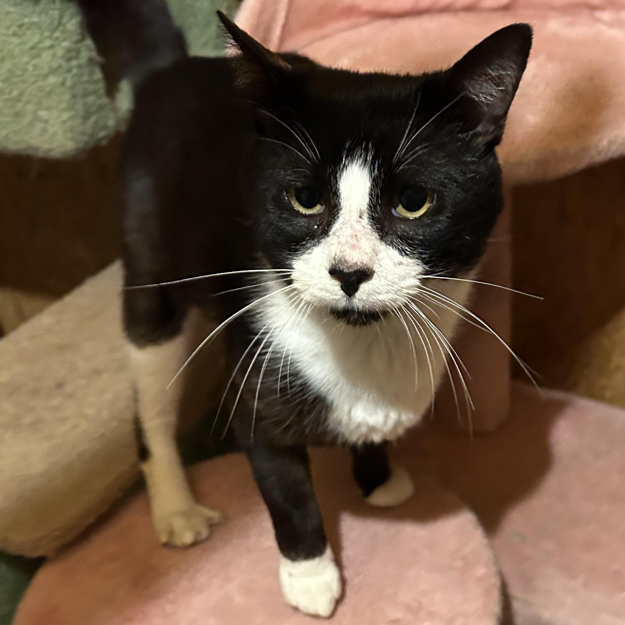 Enlarge Hubert Jones, a Adoptable Domestic Short Hair in Fort Oglethorpe, GA image 6/6