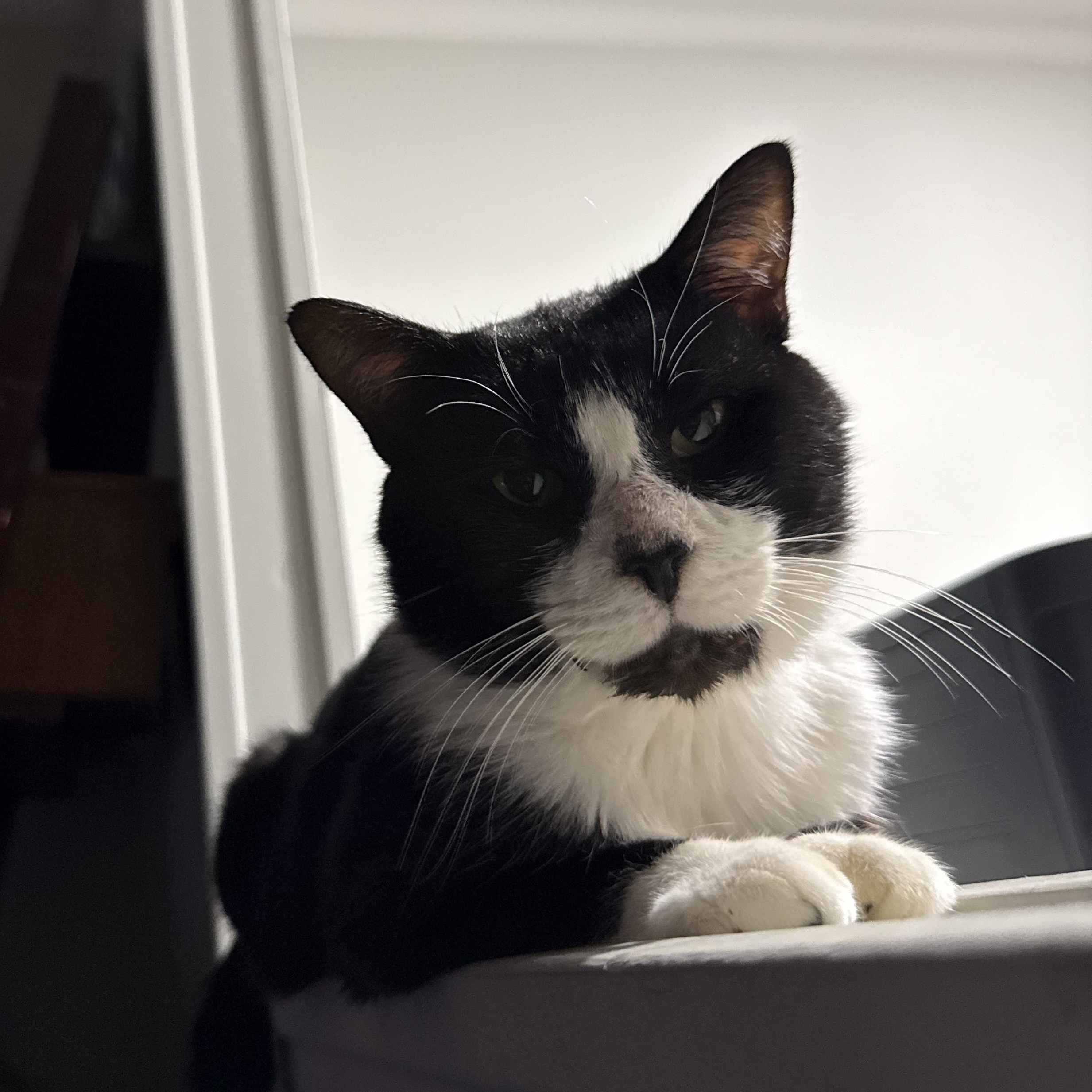 Enlarge Hubert Jones, a Adoptable Domestic Short Hair in Fort Oglethorpe, GA image 4/6