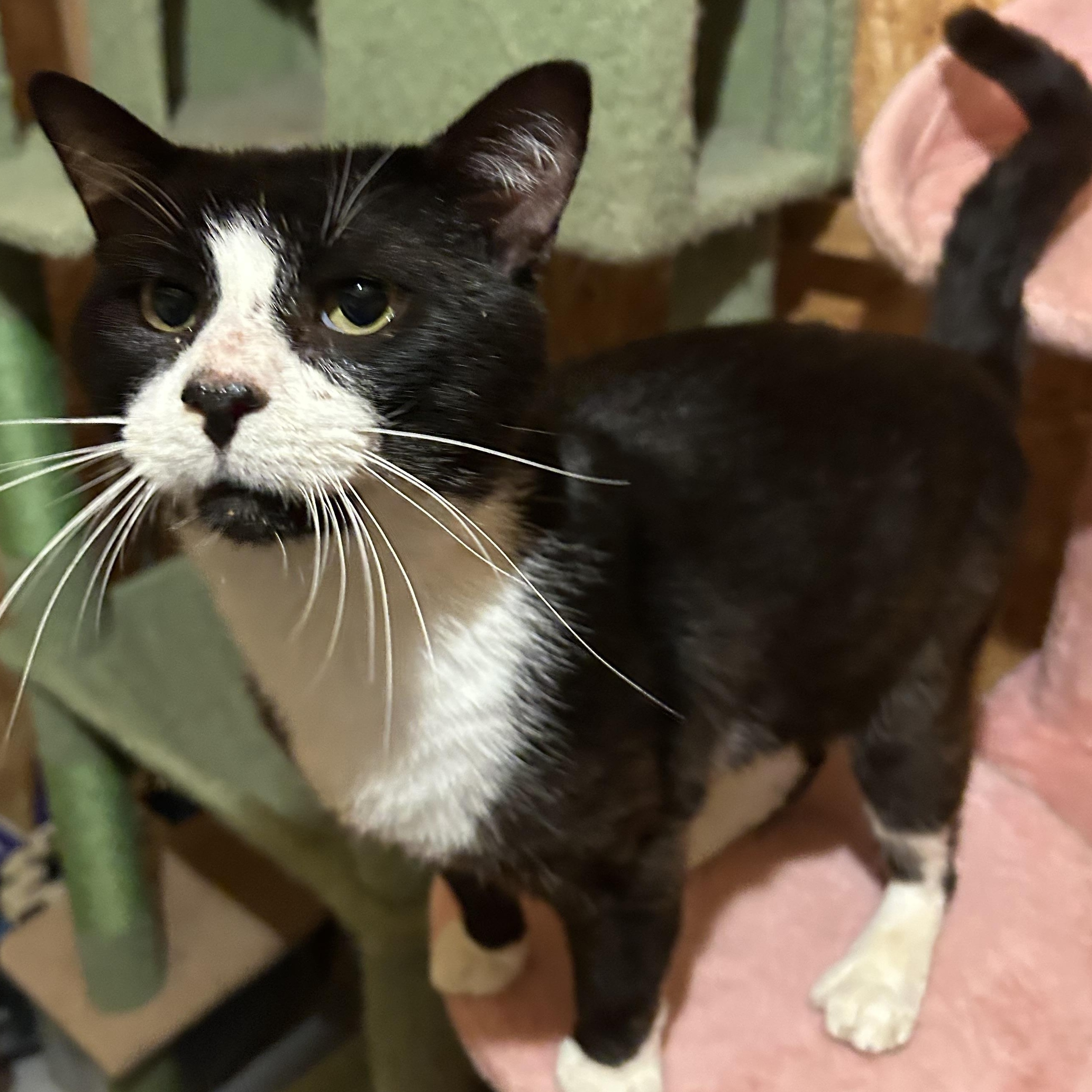 Enlarge Hubert Jones, a Adoptable Domestic Short Hair in Fort Oglethorpe, GA image 5/6