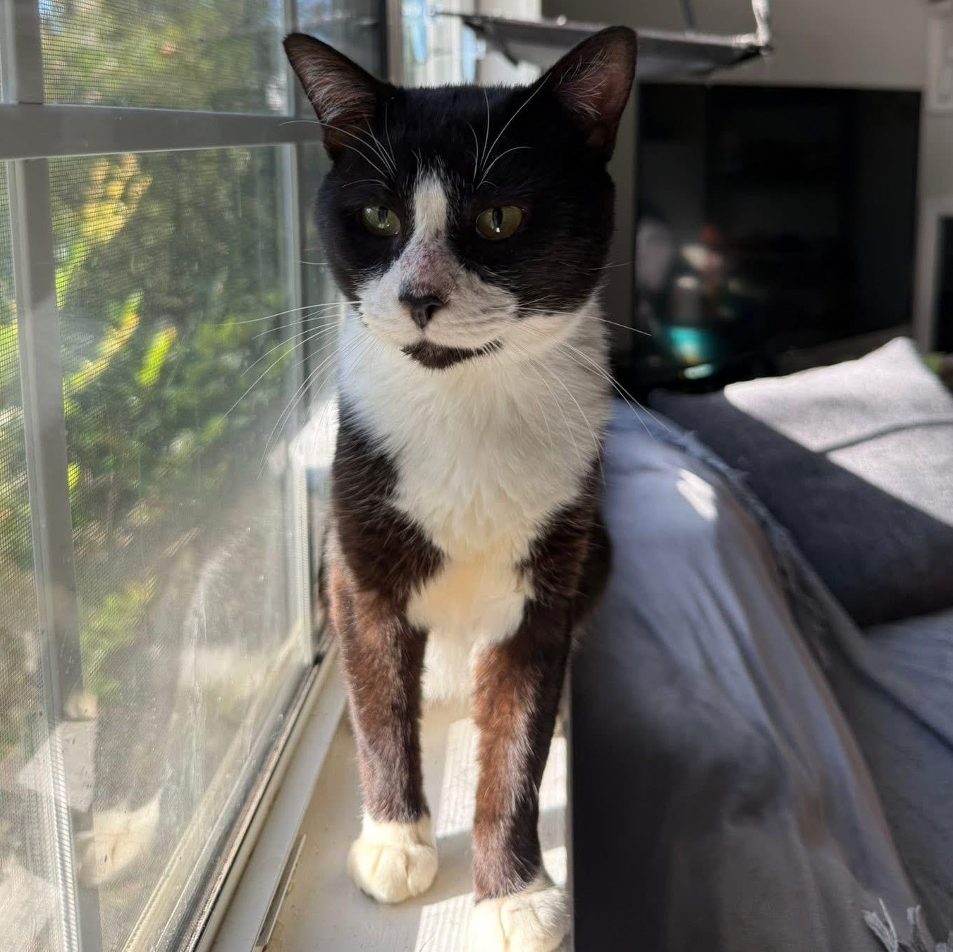 Enlarge Hubert Jones, a Adoptable Domestic Short Hair in Fort Oglethorpe, GA image 1/6