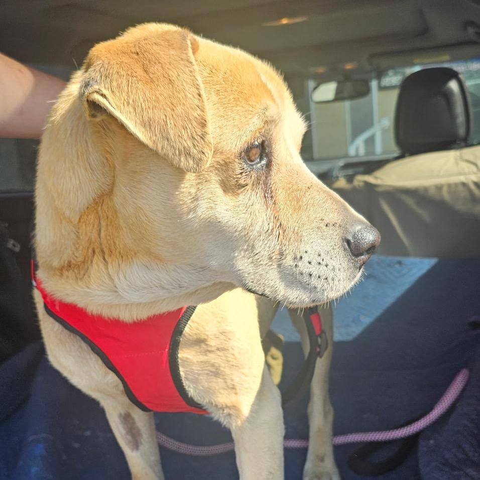 Jasper, Adoptable, Senior Male Mixed Breed.
