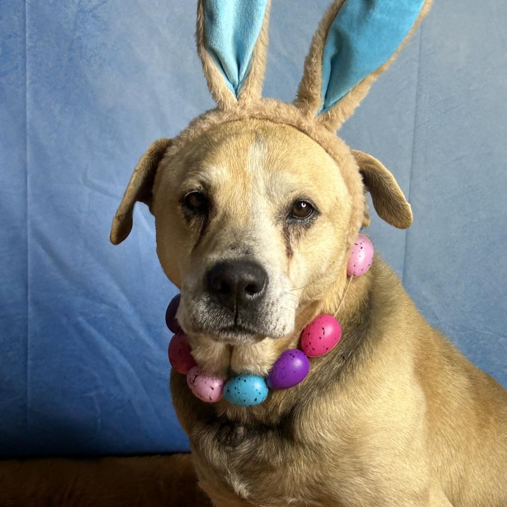 Enlarge Jasper, a Adoptable Mixed Breed in Huntsville, AL image 2/5
