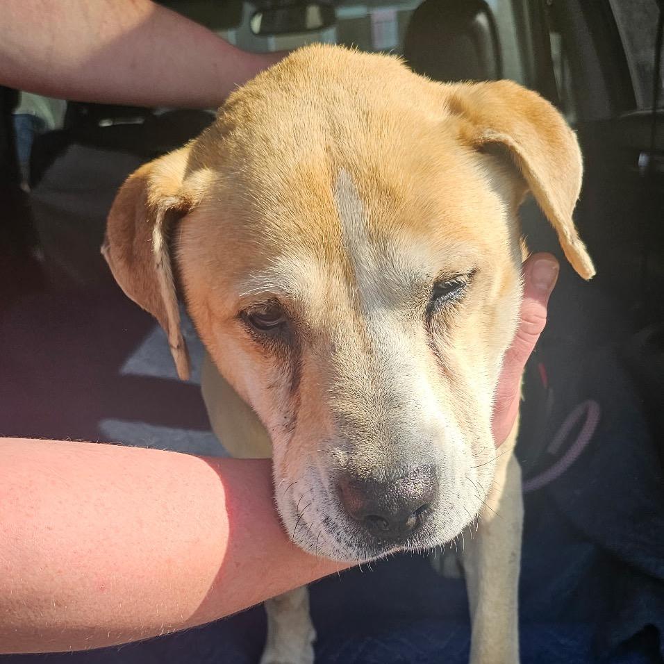 Enlarge Jasper, a Adoptable Mixed Breed in Huntsville, AL image 3/5