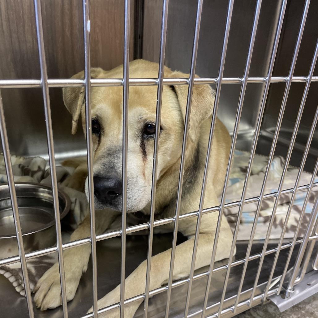 Enlarge Jasper, a Adoptable Mixed Breed in Huntsville, AL image 4/5