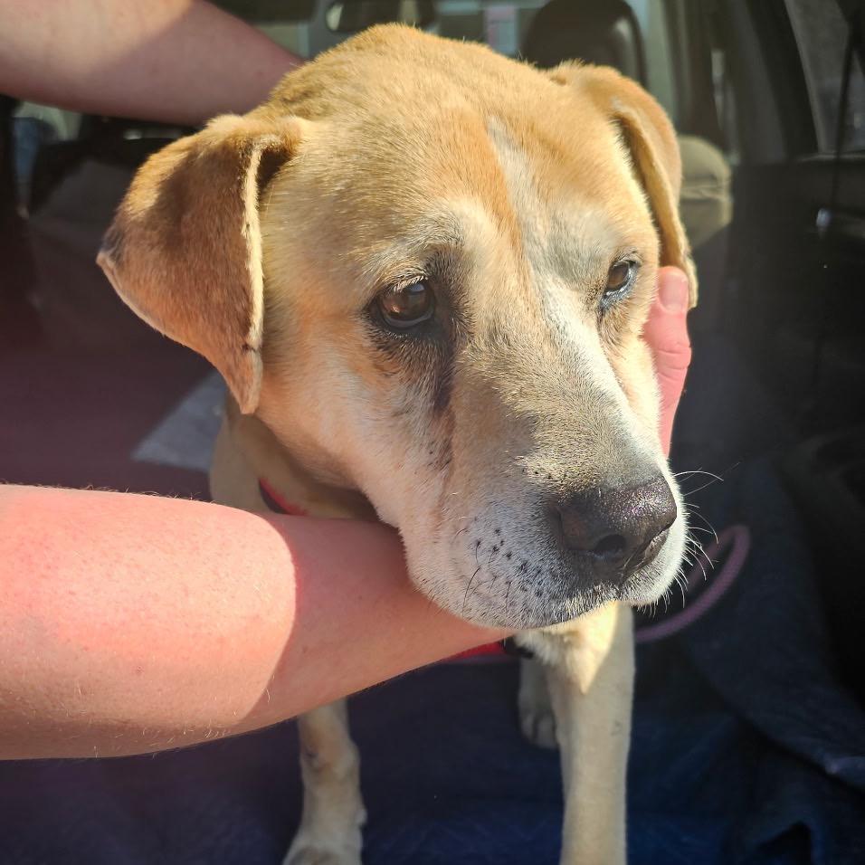Enlarge Jasper, a Adoptable Mixed Breed in Huntsville, AL image 5/5