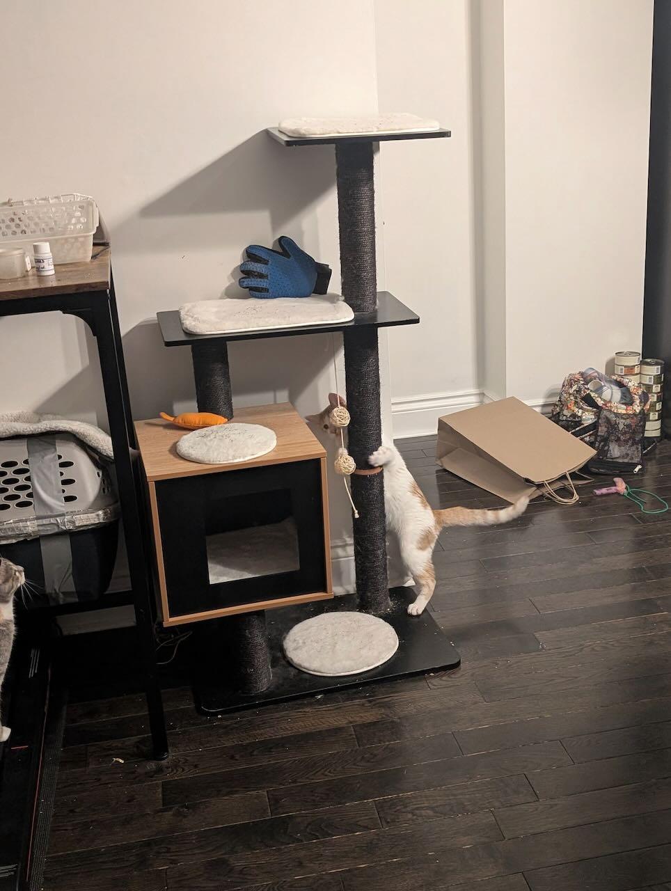 Enlarge Amelia, an adopted Domestic Short Hair in Mississauga, ON image 5/5