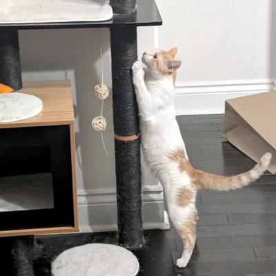Enlarge Amelia, an adopted Domestic Short Hair in Mississauga, ON image 2/5