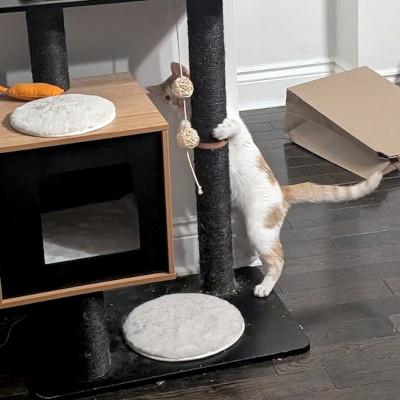 Enlarge Amelia, an adopted Domestic Short Hair in Mississauga, ON image 3/5