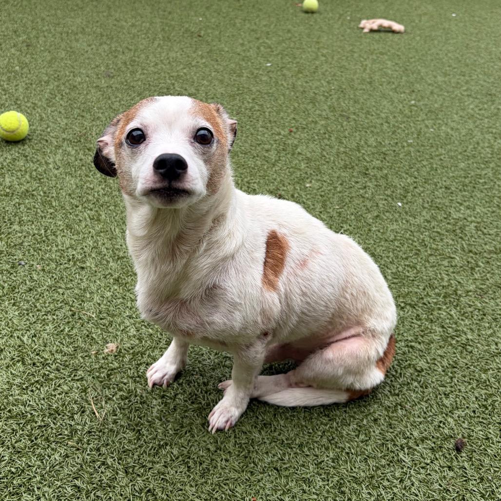 Enlarge Frazier, a Adoptable mixed breed in Binghamton, NY image 1/5