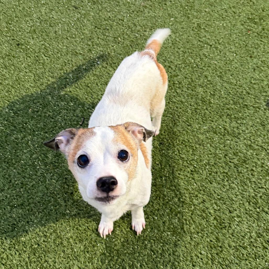 Enlarge Frazier, a Adoptable mixed breed in Binghamton, NY image 2/5