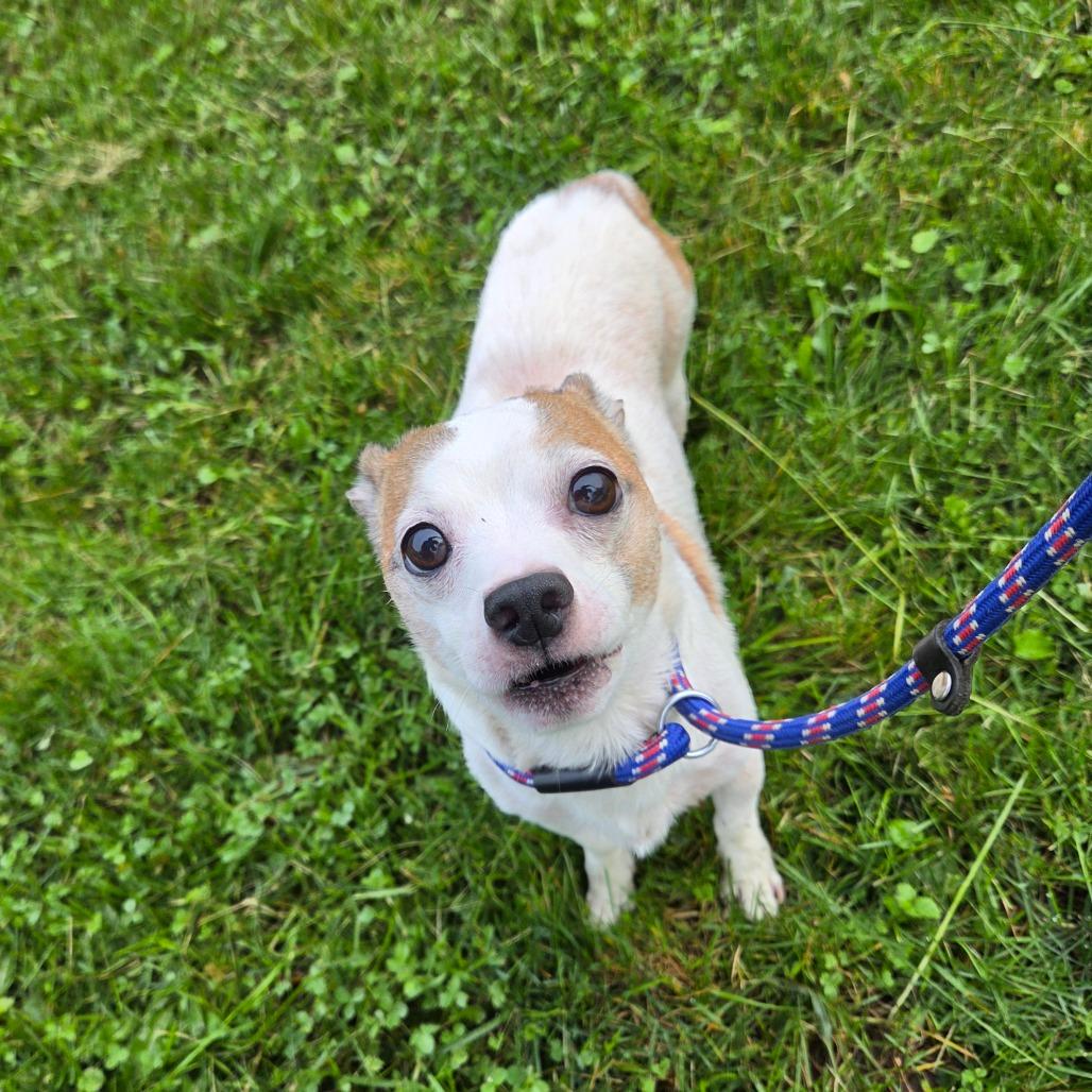 Enlarge Frazier, a Adoptable mixed breed in Binghamton, NY image 3/5