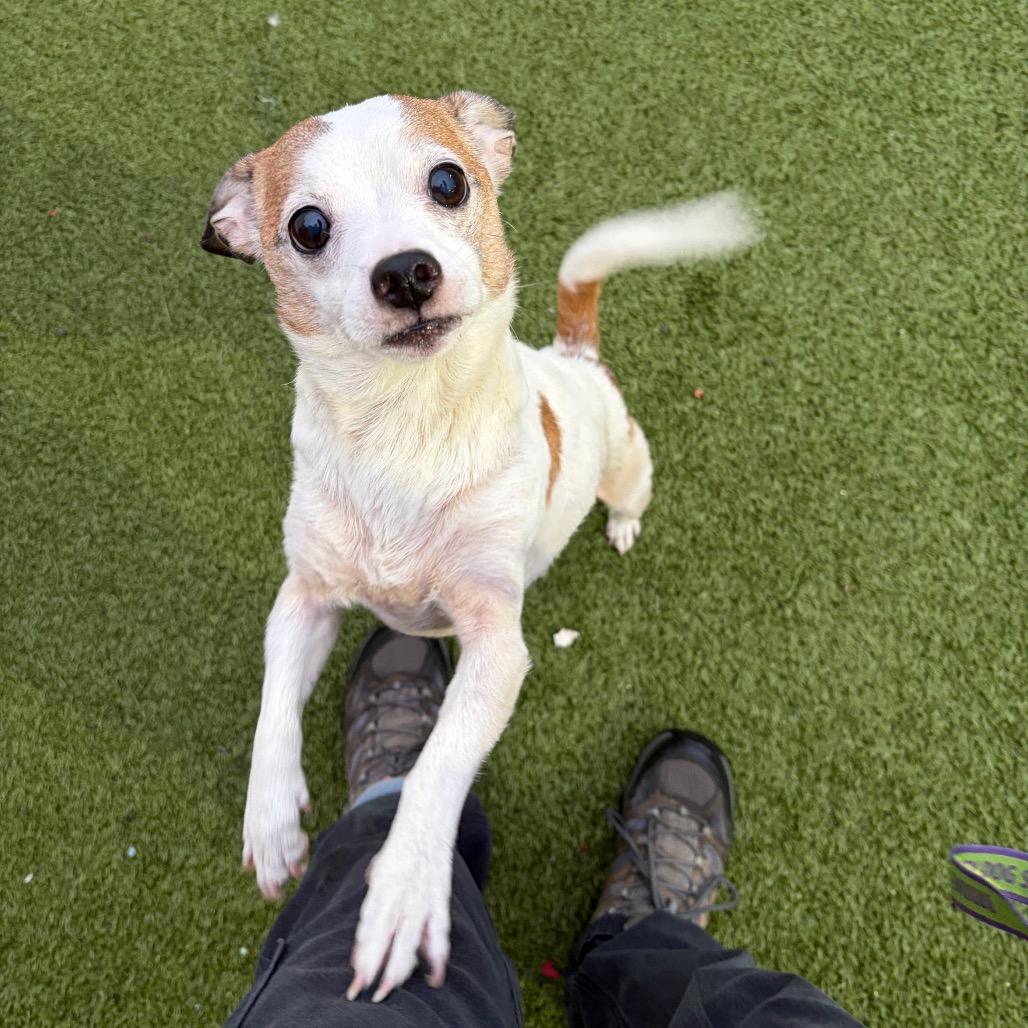 Enlarge Frazier, a Adoptable mixed breed in Binghamton, NY image 4/5